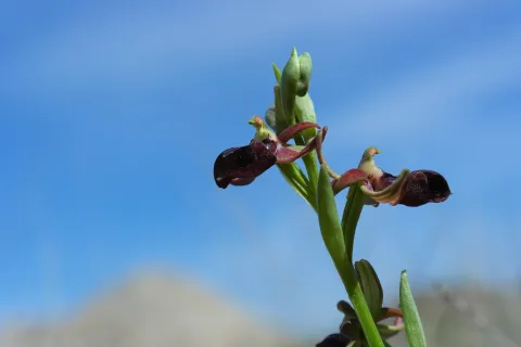 Khari Bulbul, Karabakh Ophrys orchid